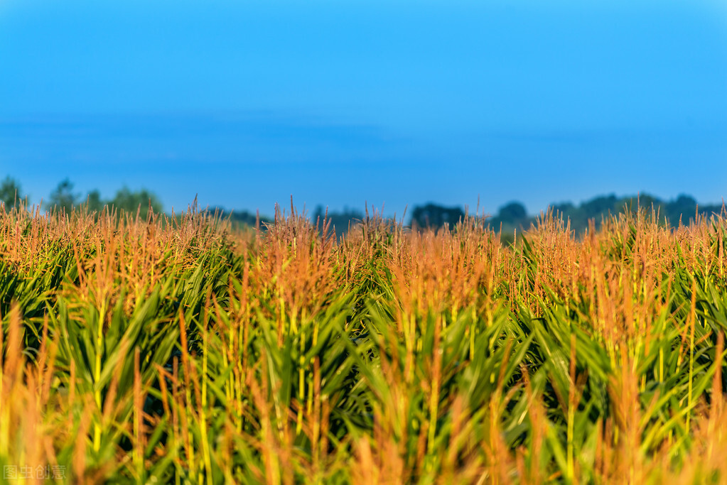锈病防治的最佳方法,锈病防治药剂是什么