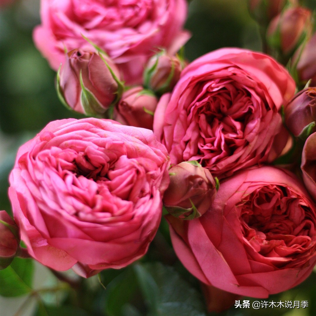 新手月季种植手册，牢记这6点，不死苗、开花多。新手收藏备用