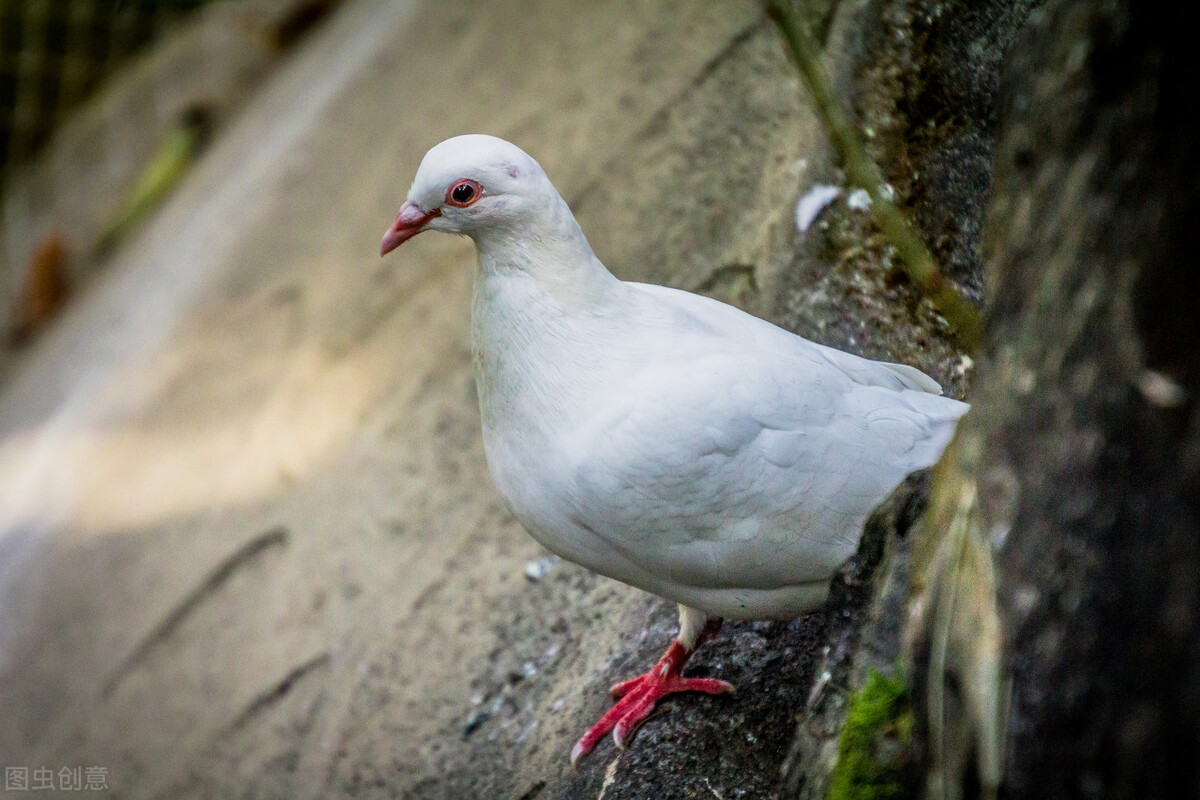 鸽子拉水便怎么办,拉水便了怎么帮助鸽子治疗