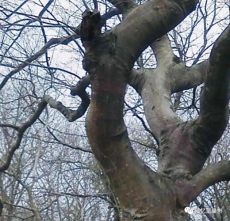 巢湖往事回忆,巢湖小时候的故事