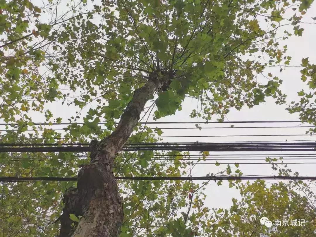 上海老破小弄堂,南京小资打卡圣地