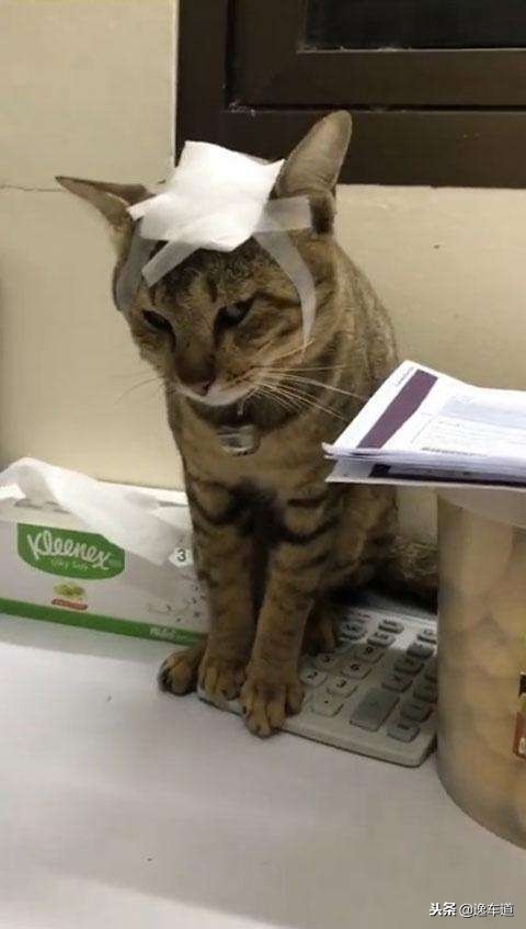 4万元的速腾,4万左右15年速腾