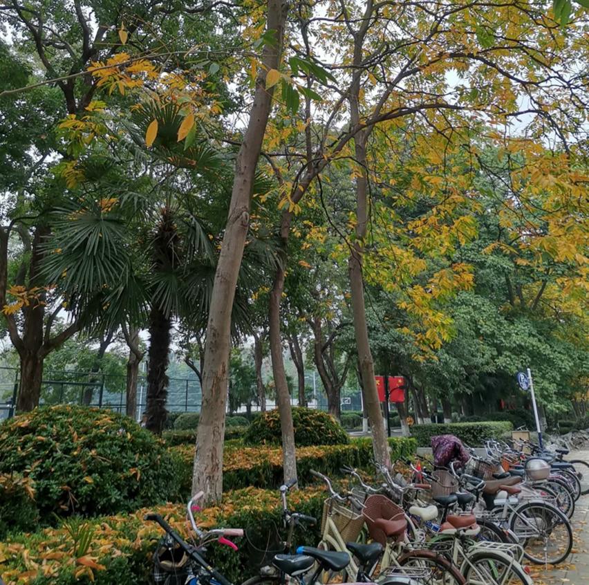 华为mate20对比荣耀v20液冷散热,荣耀magic2和v20和20pro哪个值得买