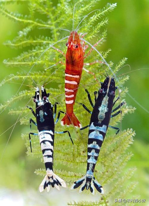 新手买观赏虾最好养殖什么,观赏虾的养殖方法和注意点有哪些