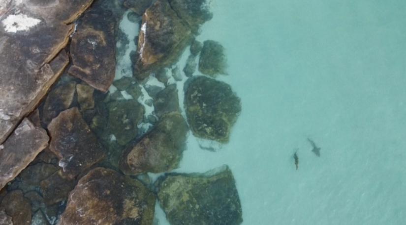 虎鲨捕食鳄鱼,鳄鱼被猎豹抓住