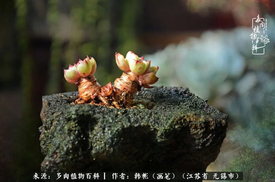 听音乐赏多肉,听音乐赏花赏美景