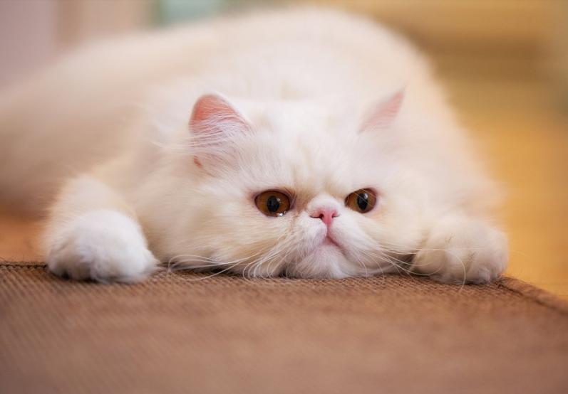 英国短毛猫和田园猫生的猫,英国短毛猫波斯猫混血猫