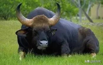 养牛不懂品种是不行的!牛品种大全!转了!