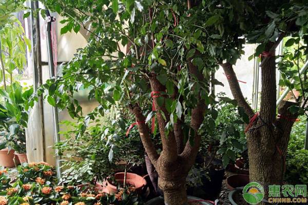 幸福树掉叶子是什么原因造成的,幸福树掉叶子是什么原因引起的