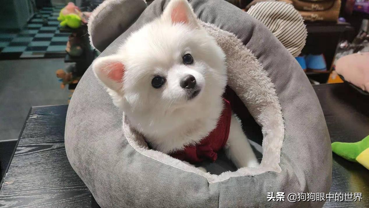 流浪狗治愈抑郁症,没想到自己竟然得了重度抑郁症