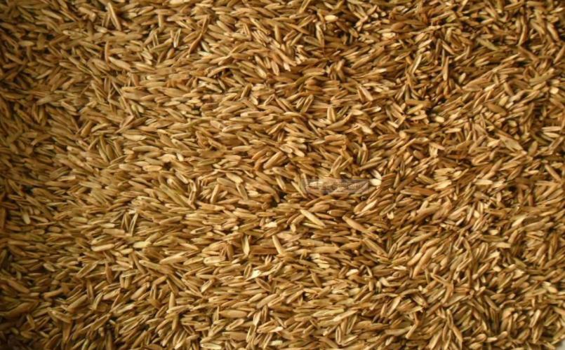 秋季种植牧草黑麦草,黑麦草种植效益