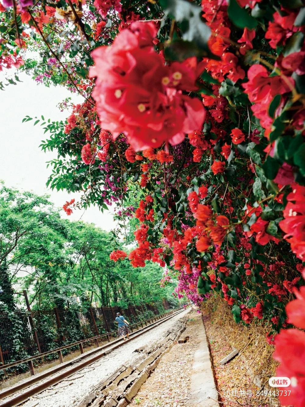 被大理丽江掩盖风头又怎样？它才是云南No.1！5月它太美了