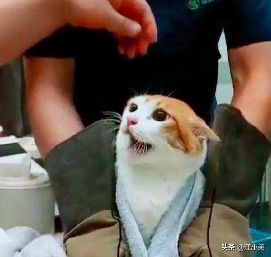 被领养的白猫后续,领养了只5个月大的猫咪