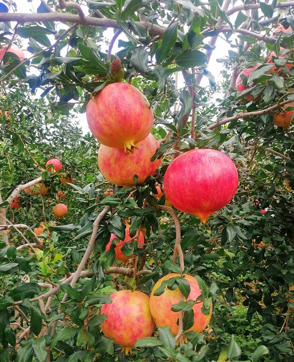 8月份最早上市水果,8月初成熟新品种桃