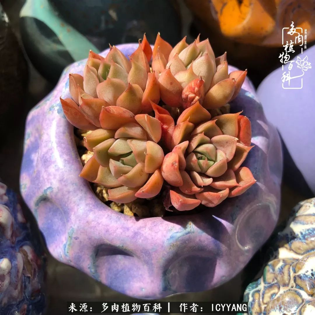 室内阳台多肉的养护方法,景天多肉养护