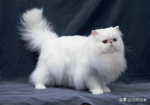 常见宠物猫的品种及价格,常见的十大宠物猫品种介绍大全