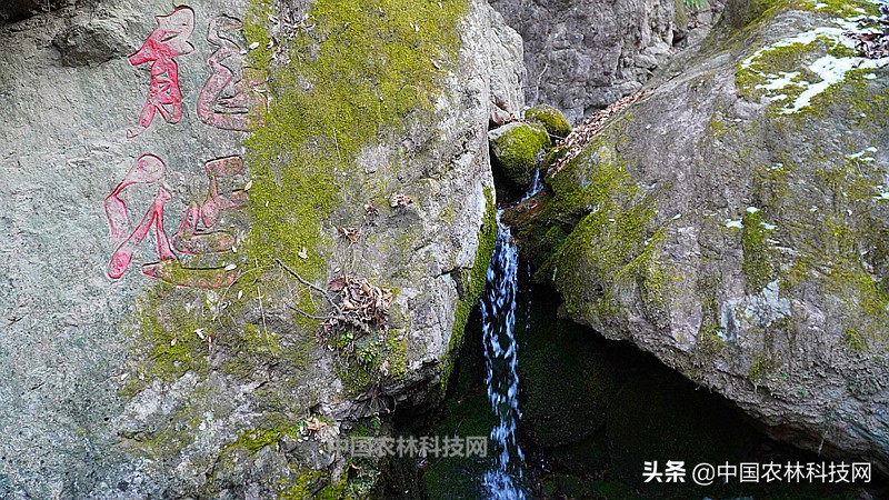 太白县鹦鸽镇药王谷,太白鹦鸽镇药王谷