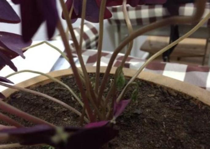 紫叶酢浆草分根方法,紫叶酢浆草种植多大间距