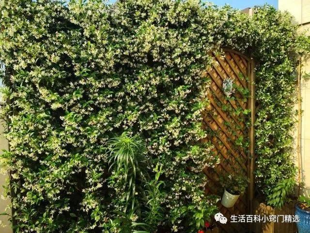 适合阳台盆栽暴晒的爬藤植物,适合阳台暴晒的花爬藤