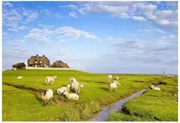 新型农庄发展趋势,特色农庄发展问题