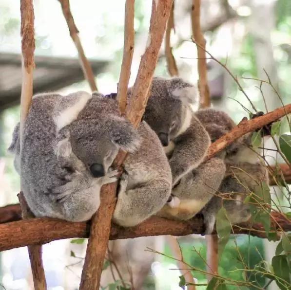 去澳大利亚需要学会什么技能,第一次出国去澳大利亚怎么玩