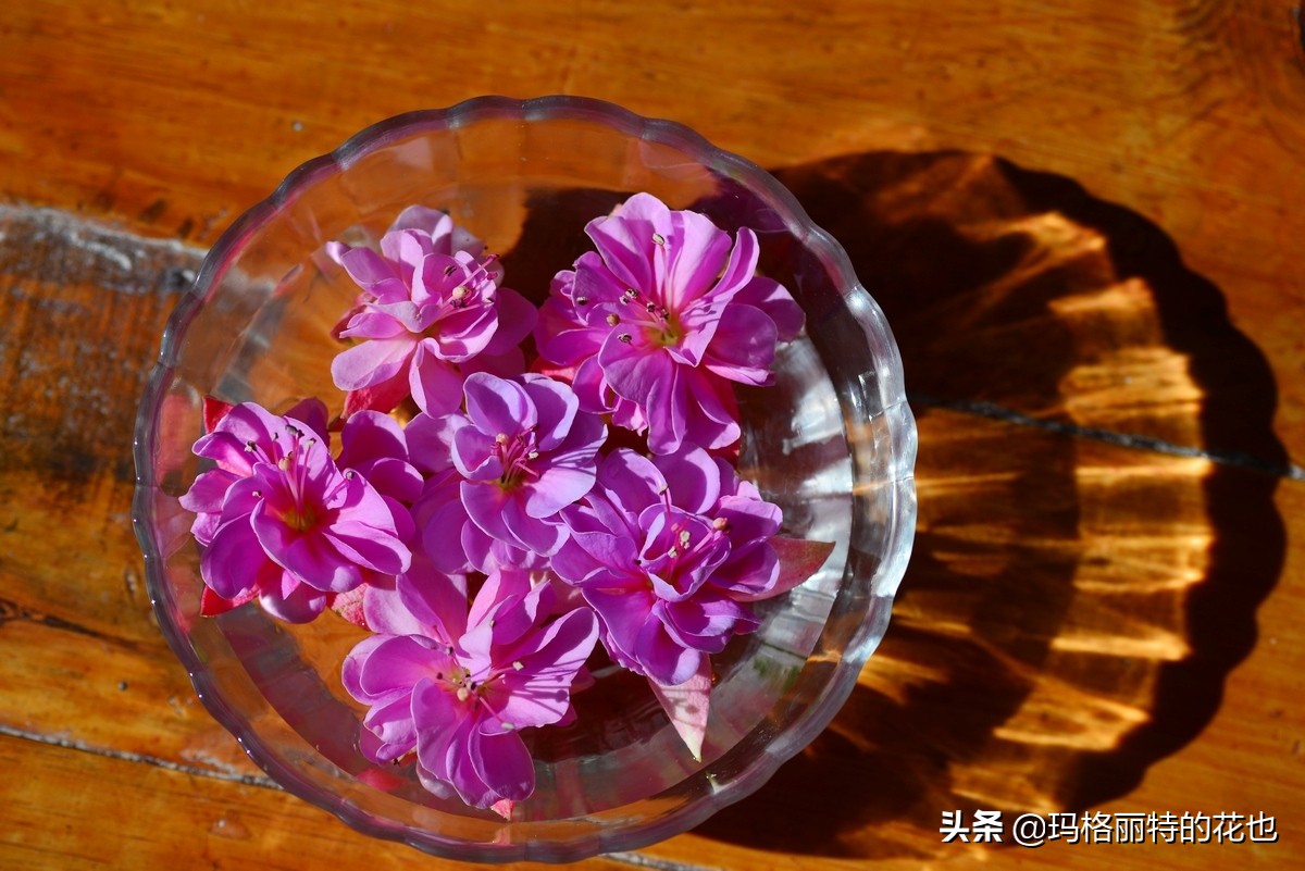 园丁金挂有排期吗,吊钟海棠怎么养护