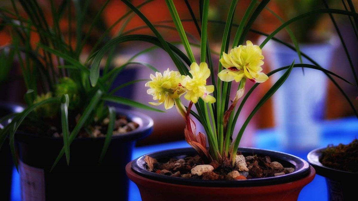 浇水淹死的花,被浇水浇死的几种花