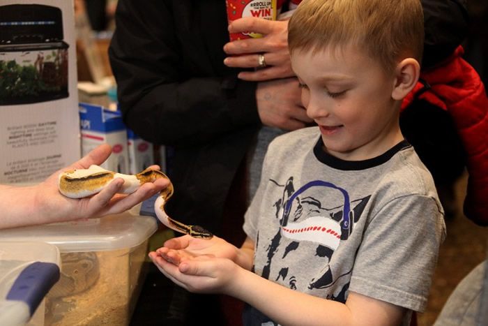 日本锦鲤1300万元,中国人花270万从日本买锦鲤