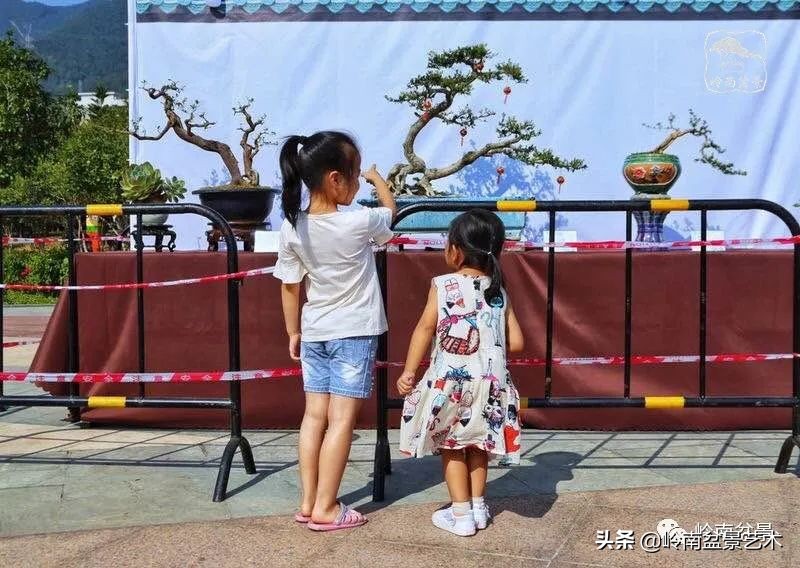 广东的盆景有哪些,适合广东玩的盆景