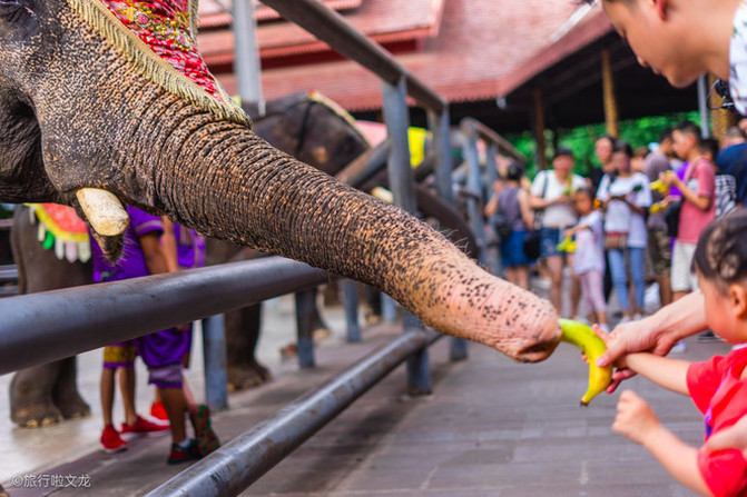 西双版纳曼听公园看大象,西双版纳曼听公园大象体重
