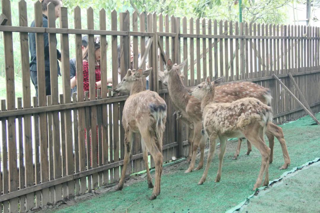 绿心公园5月3号有什么活动,绿心公园花开了好漂亮