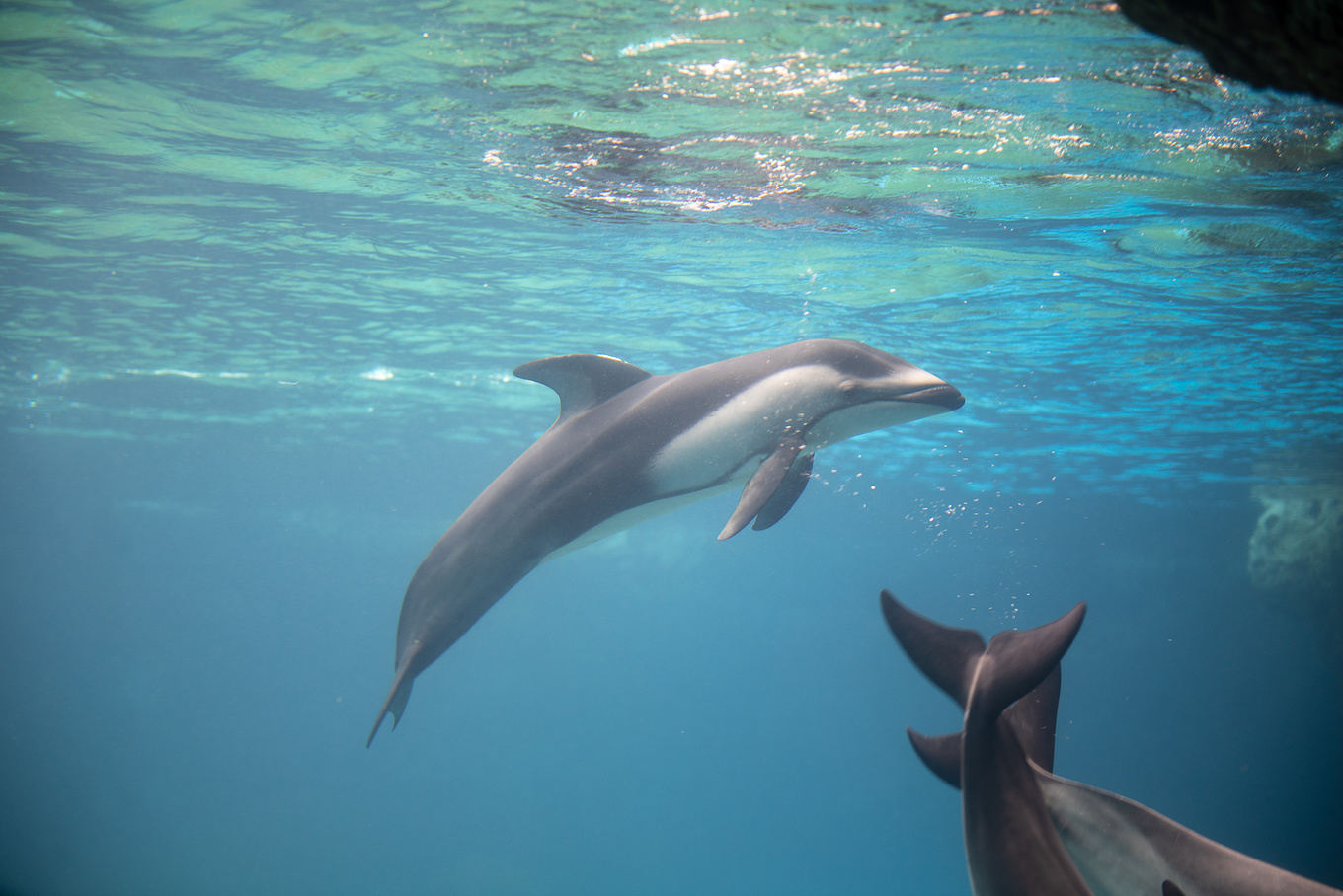 珠海长隆龙秀适合小朋友看吗,珠海长隆海洋王国值得打卡的地方