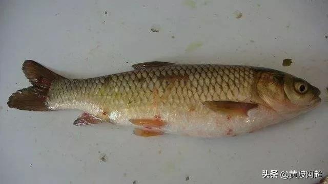 养的鱼互相咬怎么办,养鱼如何防止鱼互相咬