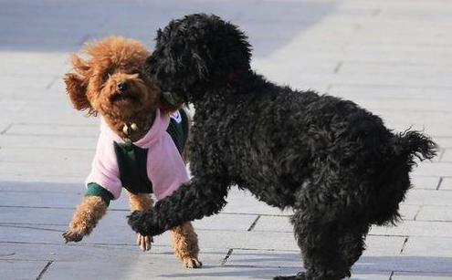 泰迪舔人的“5大秘密”，并不是喜欢你才舔你的