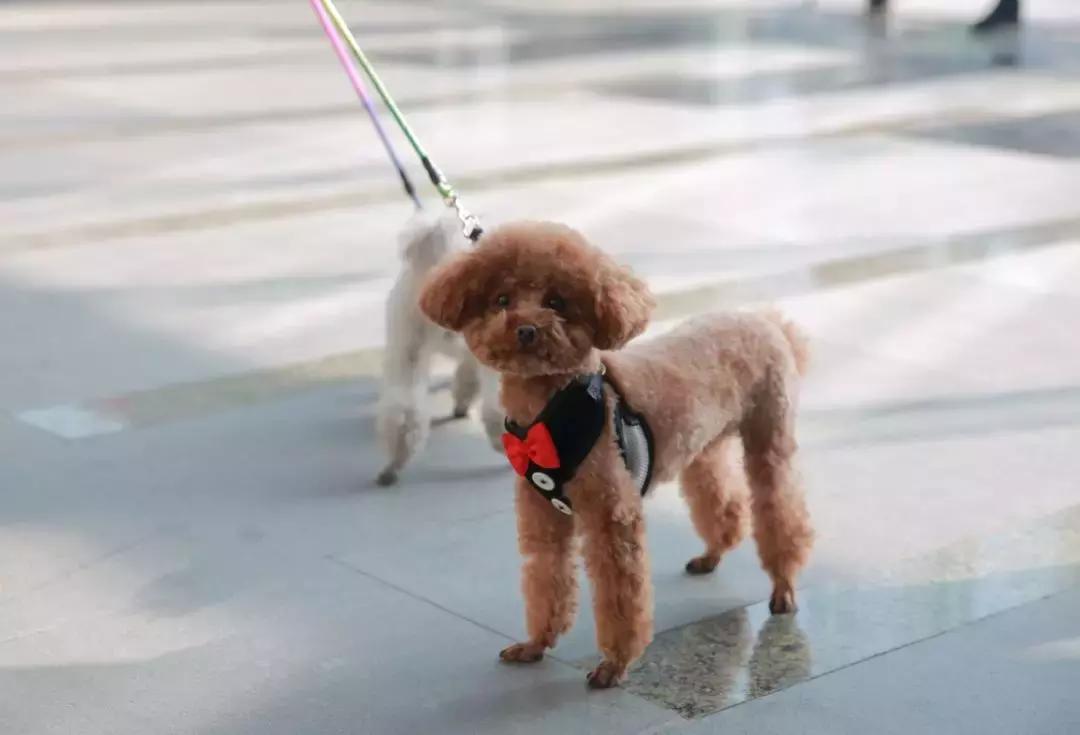 2019年第161届中国宠物文化节,2018年宠物文化节