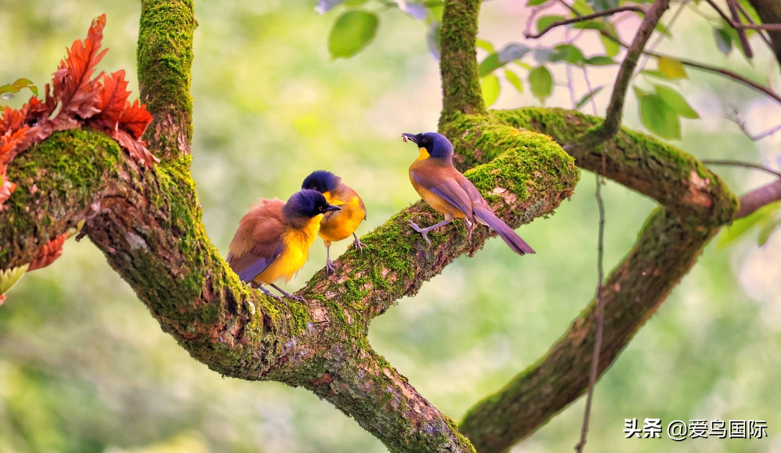 鸟类图片大全大图观赏,鸟类照片合集