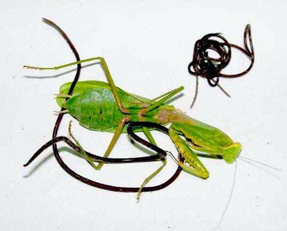 恐怖的寄生虫之——螳螂杀手铁线虫，铁线虫到底多可怕？