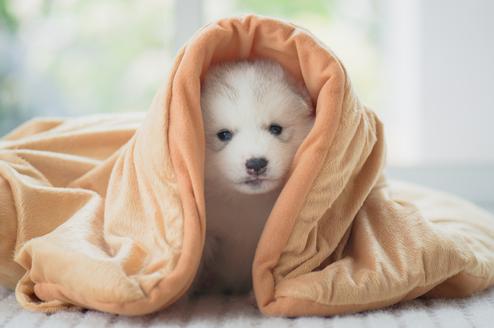 捡到刚出生的小奶狗,捡到一个小奶狗怎么喂养吃什么