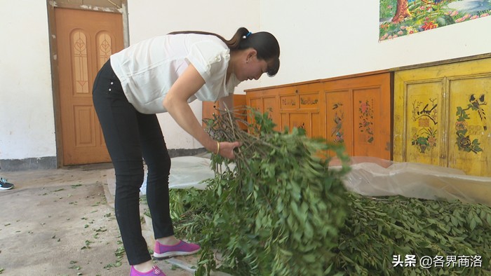 洛南：小飞鼠敲开致富门