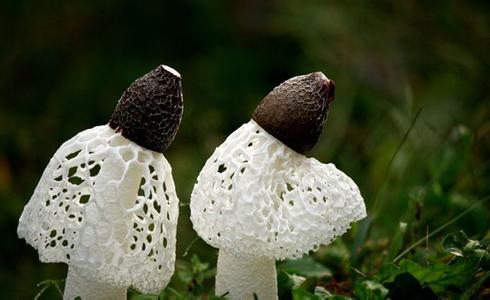 竹荪炖鸭汤的做法大全窍门是什么,竹荪炖鸭汤的做法大全