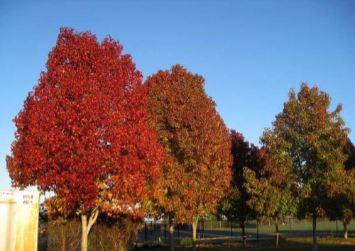 枫香树皮与路路通功效是一样吗,路路通是枫香树果吗