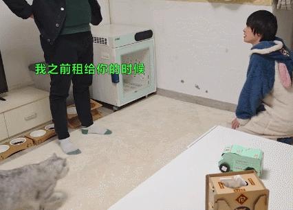 养了十多天的猫损失了几万元,偷偷养只猫最后全军覆没