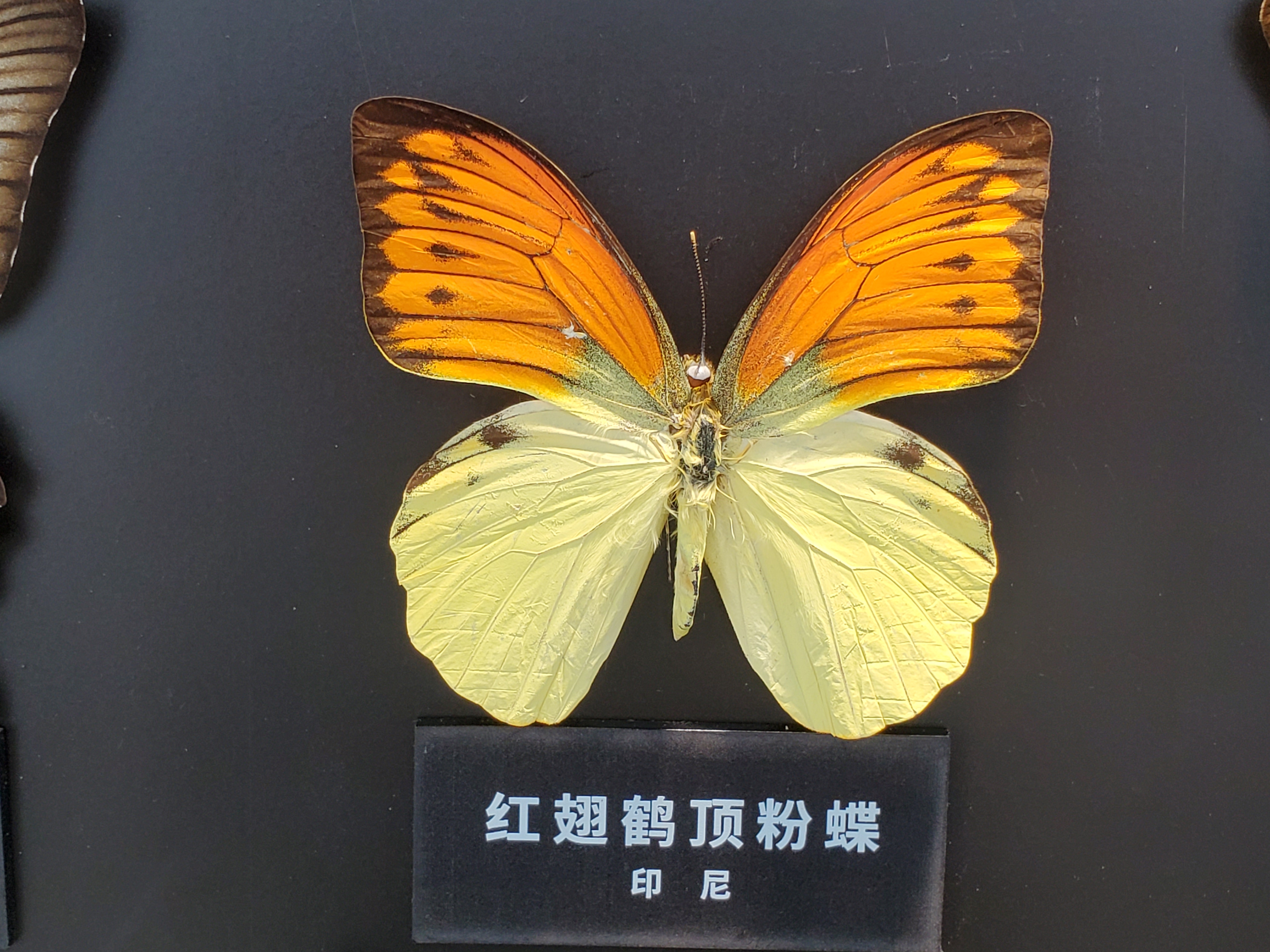 深圳平安金融中心,深圳平安金融中心云际观光层门票