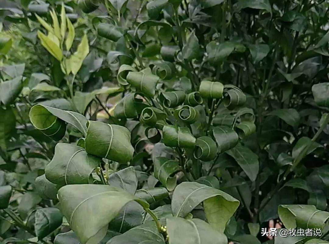 柑橘返青的原因,柑橘叶片打卷怎么办