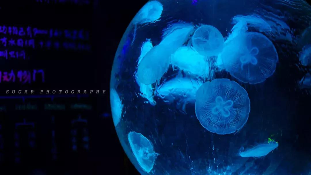 「亲子游」与万千海洋动物一起，夜宿探索极地海洋之美