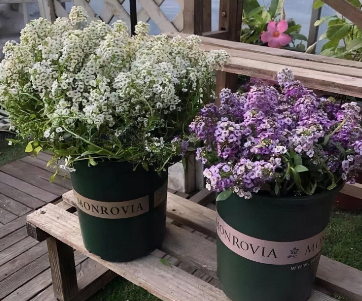 室内最好养的香水花有哪些,四季开适合客厅养的好香水花