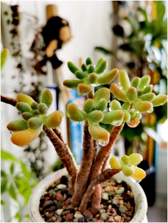 多肉虐我千百遍，我待多肉如初恋