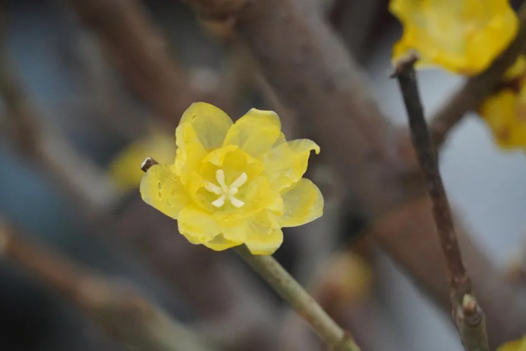 蜡梅的独特之处,腊梅之美