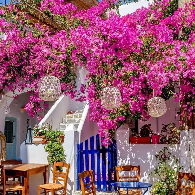 高级好看易养的花卉,最漂亮最迷人的大丽花图片