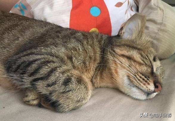 猫也有艾滋，不传人还可能不发病，关于“猫艾滋”你了解多少？